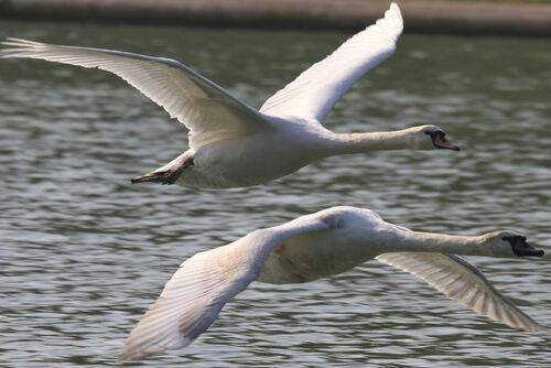 Cygne Tuberculé 2