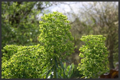 Avril au jardin des Tannières