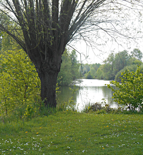 L'étang des Wieries