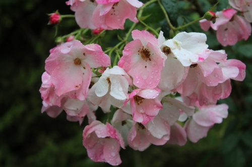 Quelques images du jardin