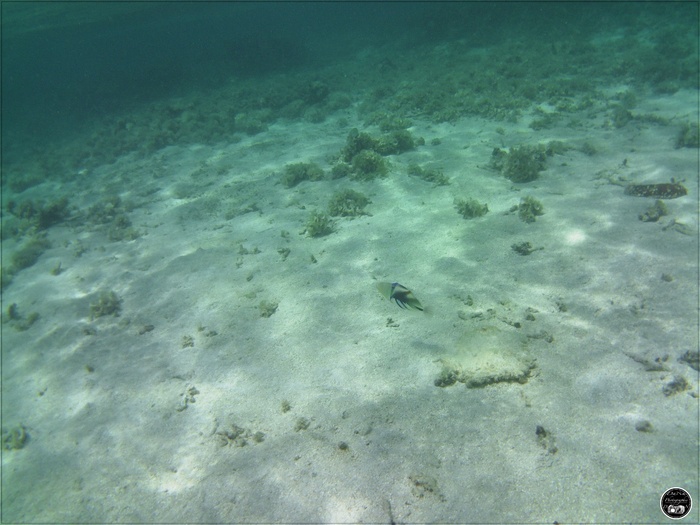 Baliste Picasso Rhinecanthus aculeatus, à l’île Maurice