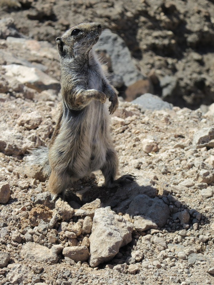 L'écureuil de Barbarie, à Fuerteventura...