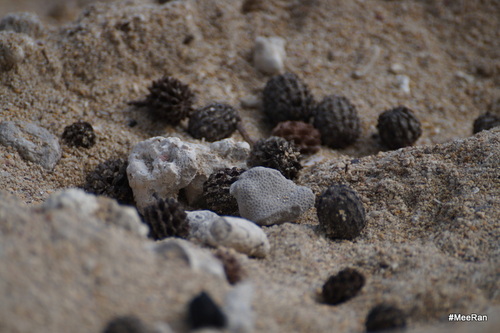 Playa, Reunion Island 