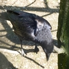 Grand corbeau (Corvus Corax)