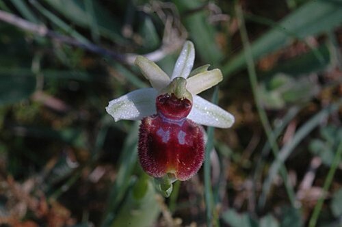 Ophrys