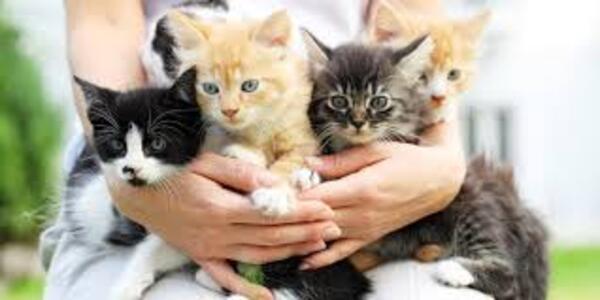 Adorables chats et chatons