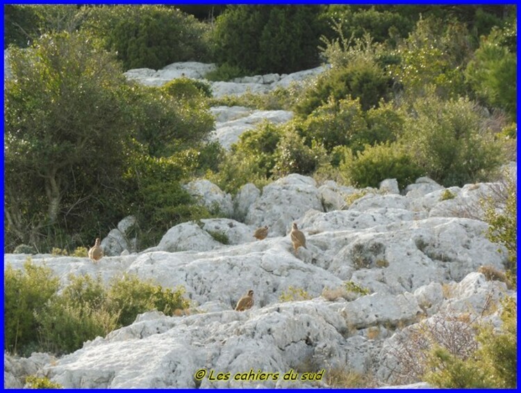 Calanques, le belvédère Titou Ninou