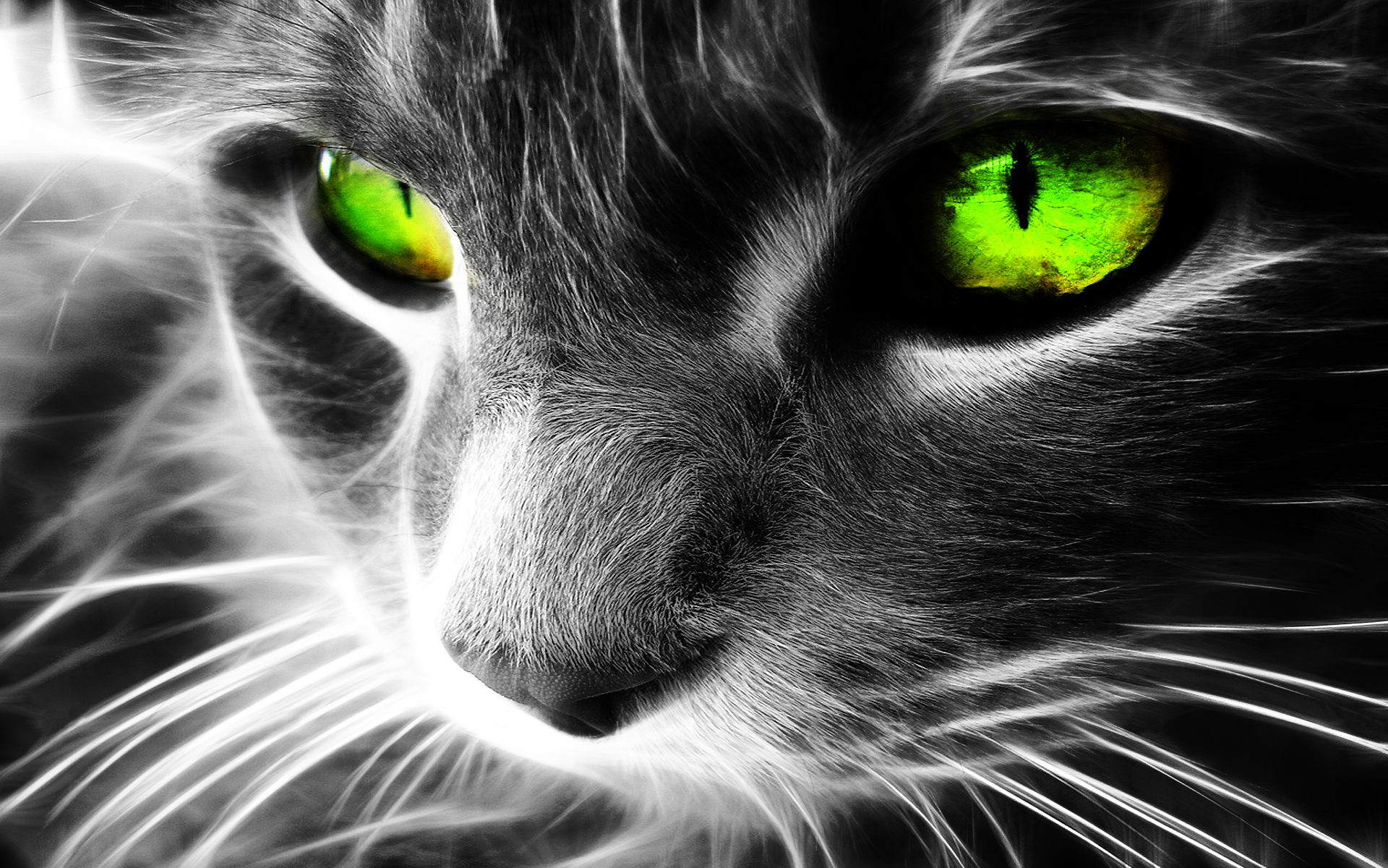 Femelle noire aux yeux verts