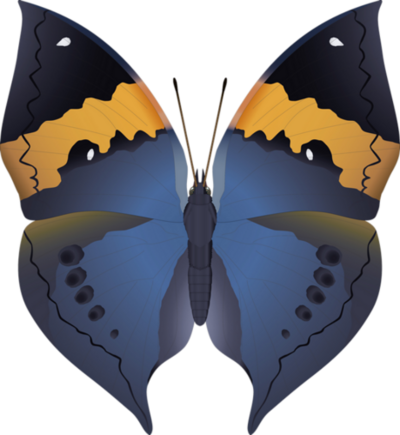 Papillon  3