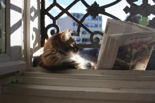 05 - Le chat et le journal