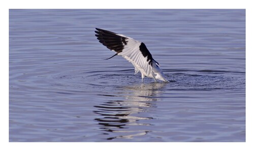 Avocette  élégante