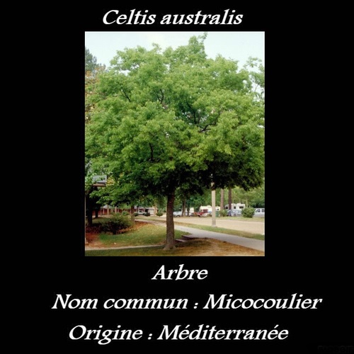 Celtis australis 