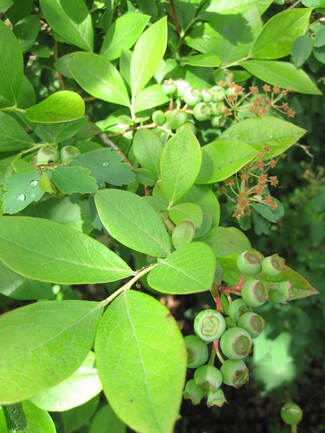 Le rouge irrésistible des myrtilliers américains.