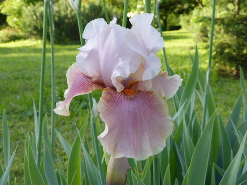 iris 