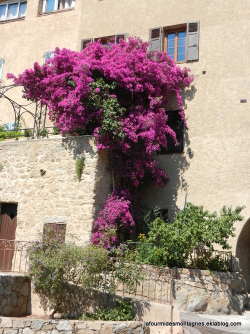 Fleurs corses