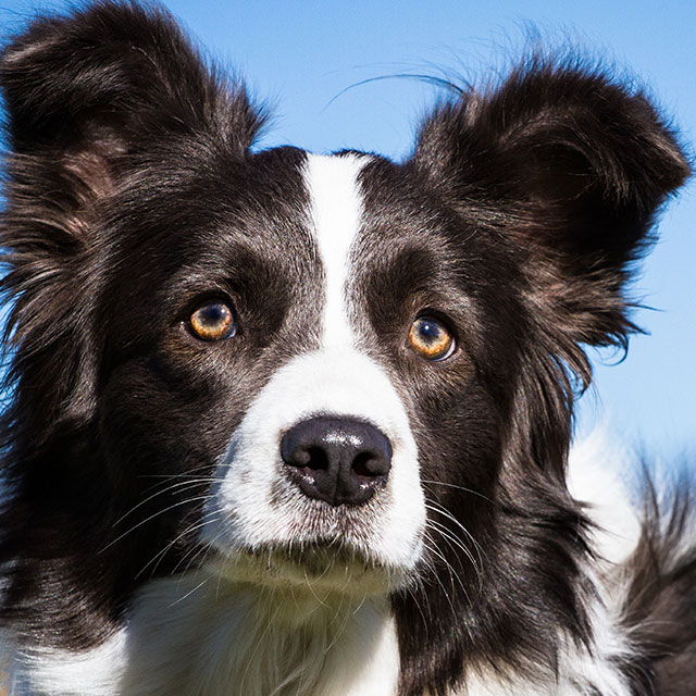 https://www.petlove.com.br/images/breeds/193080/profile/original/border_collie-p.jpg?1532538415