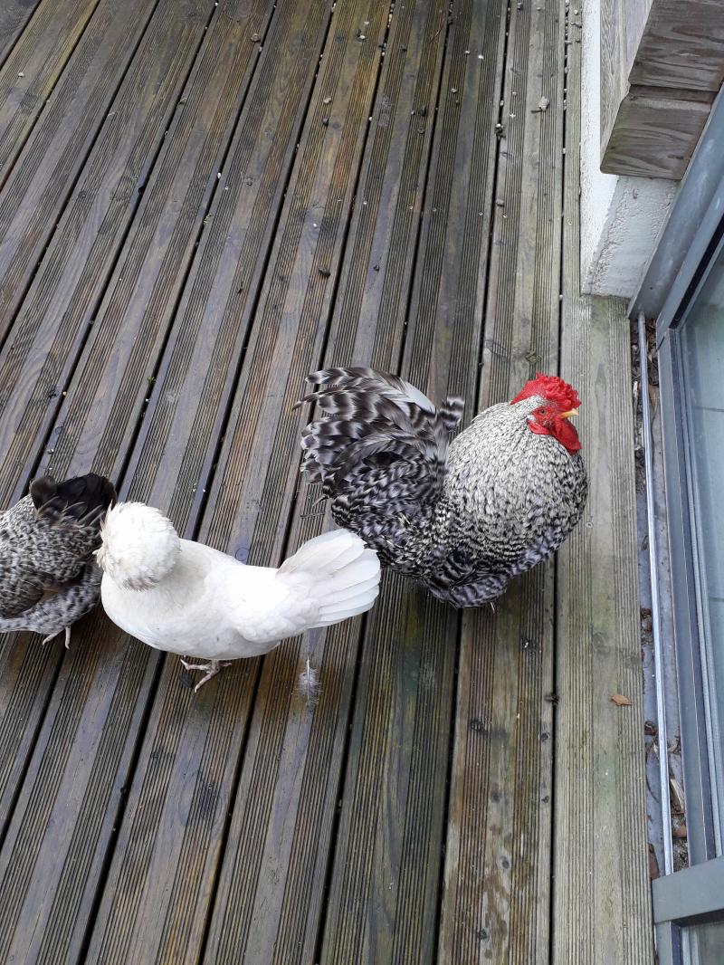 Echos du poullailler