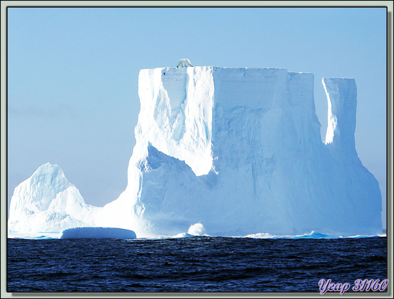 Notre premier iceberg: impressionnant, 50/60 m de hauteur - Passage de Drake - Entre Terre de Feu et Antarctiq