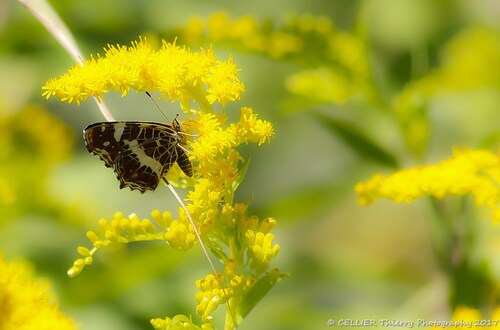 la Carte géographique (Araschnia levana) ! (Lépidoptère Nymphalidae) - forme estivale - saint jean de chevelu - Savoie