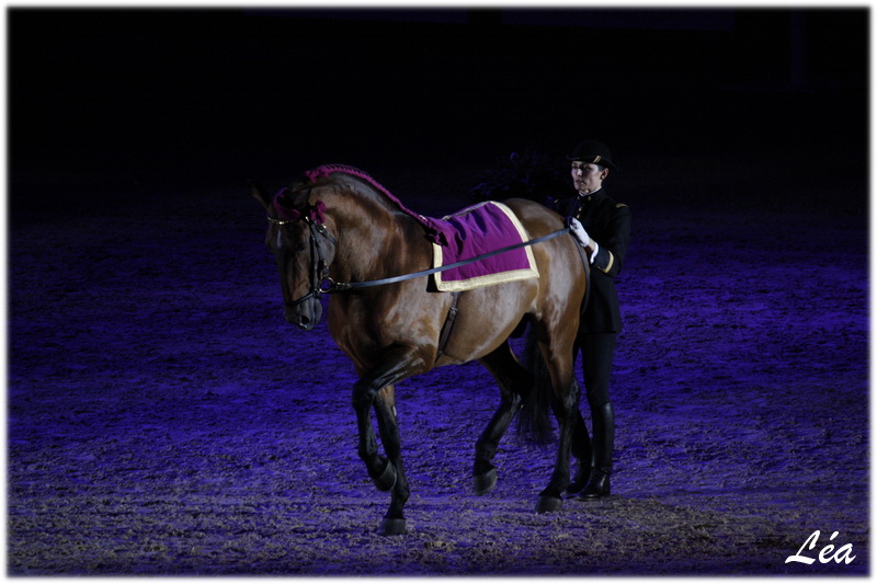 Equita 2011, salon du cheval à Lyon
