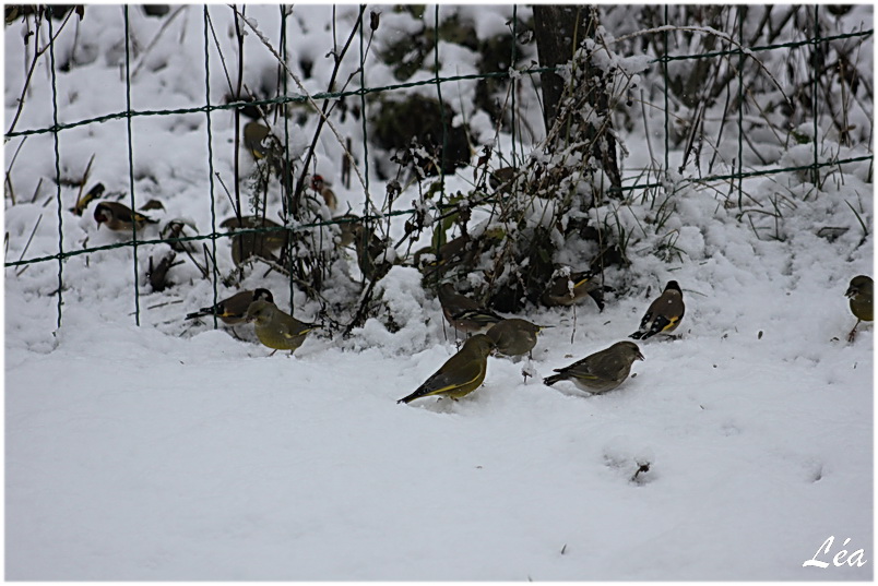 Quelques oiseaux dans la neige