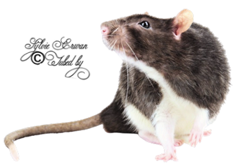  Rats souris créations 5
