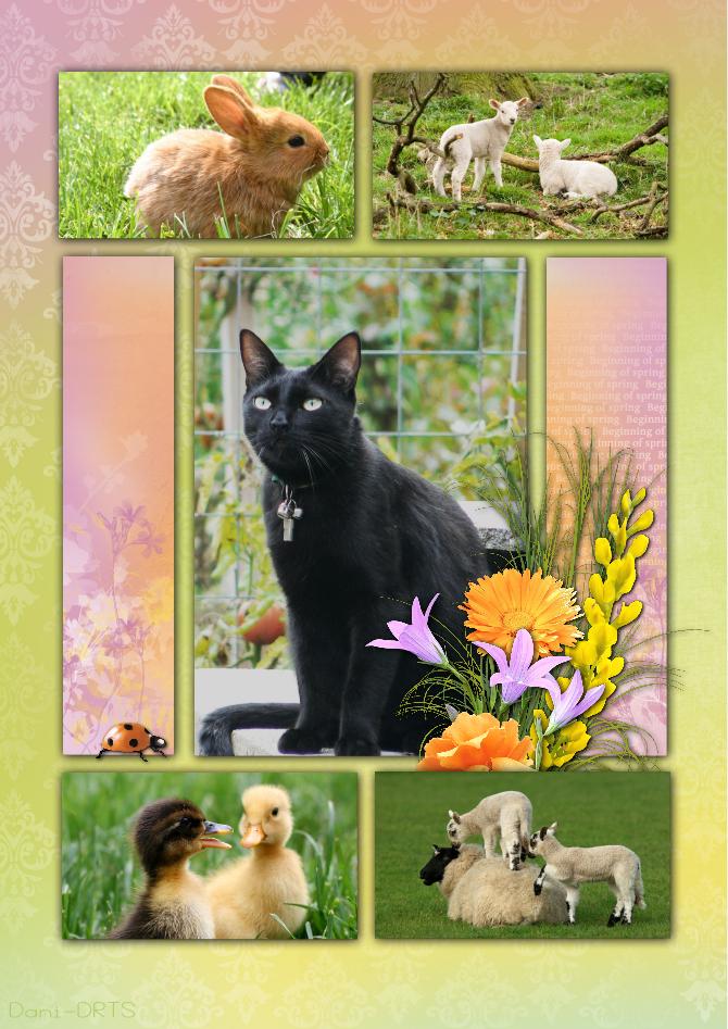 carte printemps paques chat