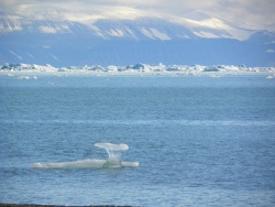 Icebergs et bourguignons dérivant dans Nordfjord