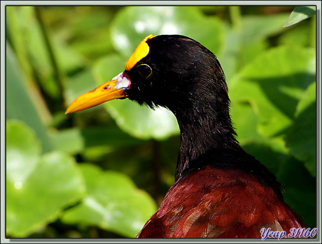 Blog de images-du-pays-des-ours : Images du Pays des Ours (et d'ailleurs ...), Jacana du Mexique (Jacana spinosa) - Tortuguero - Costa Rica