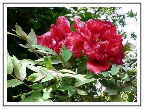 La Pivoine..... à rougir de plaisir 