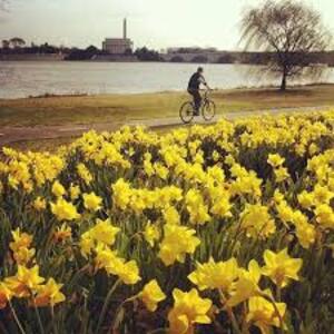walking bicycle spring dafoddils 