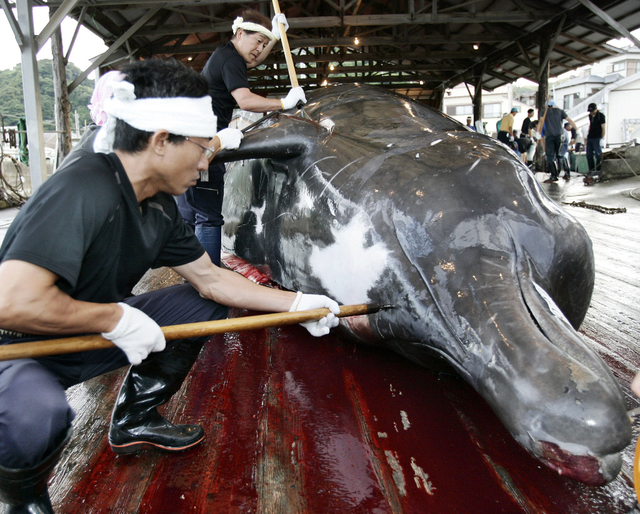 Le Japon reprend la chasse à la baleine et «déçoit» l'Australie