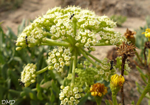 Crithmum maritimum  -  criste-marine