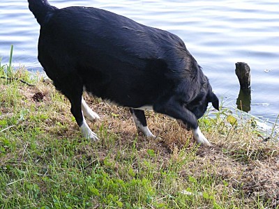 Lac de pouzauges 1 (11)