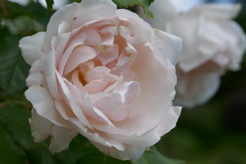 Le cartoscope du vendredi 7 avril 2023