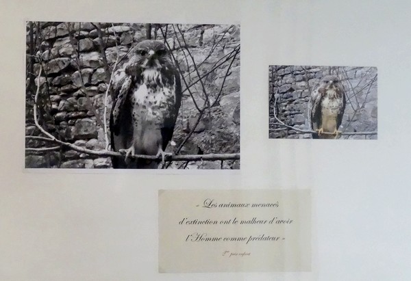 La remise des prix aux lauréats du concours-photo sur l'oiseau, organisé par la bibliothèque Municipale de Châtillon sur Seine...