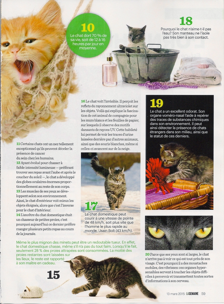 Articles sur les chats:  Faits inusités sur les chats (2 pages)
