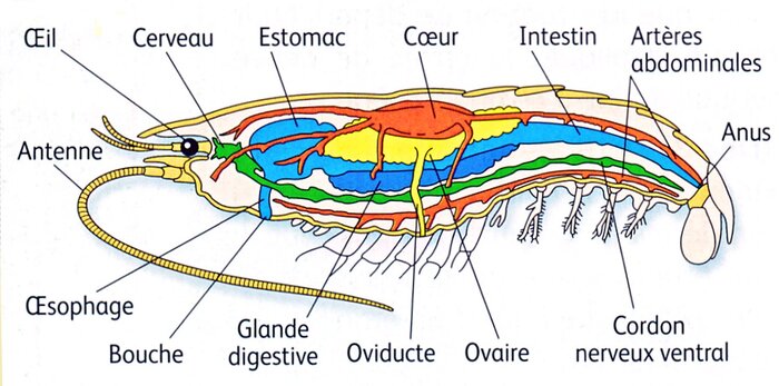 Dissection d'une crevette