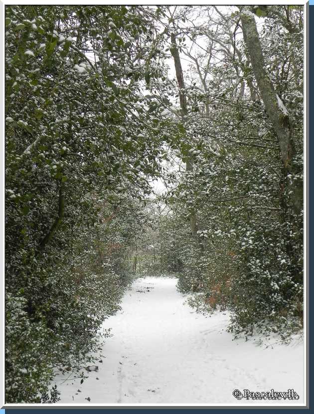 "Mon" bois sous la neige 