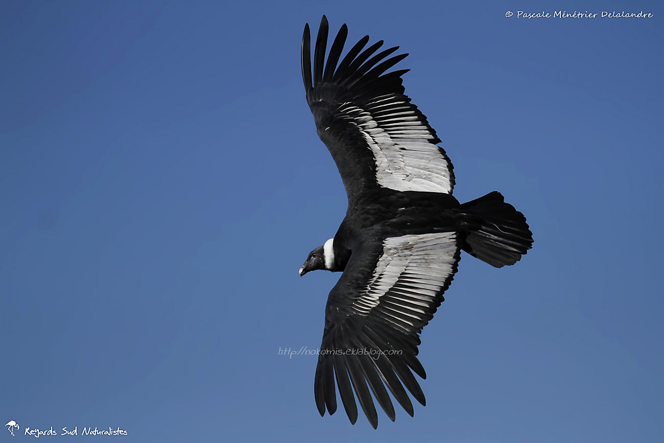 Condor des Andes ♀