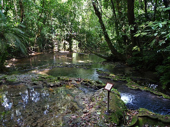 Jour 7 Palenque sentier forêt ruisseau
