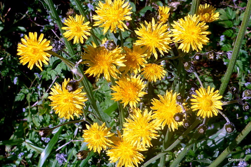 Fleurs jaunes sauvages ...