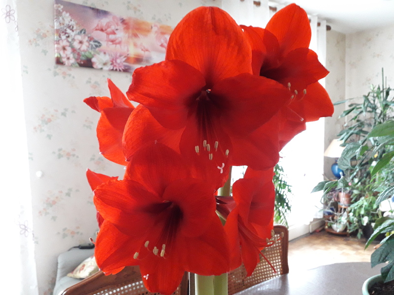 LES FLEURS D' AMARYLLIS .