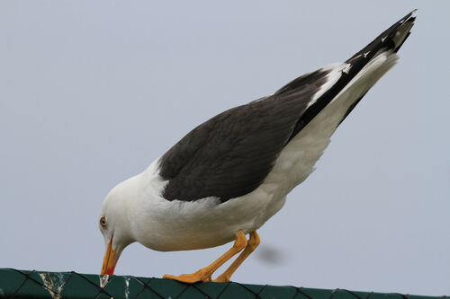 Goéland Brun (Lesser Black-backed Gull)