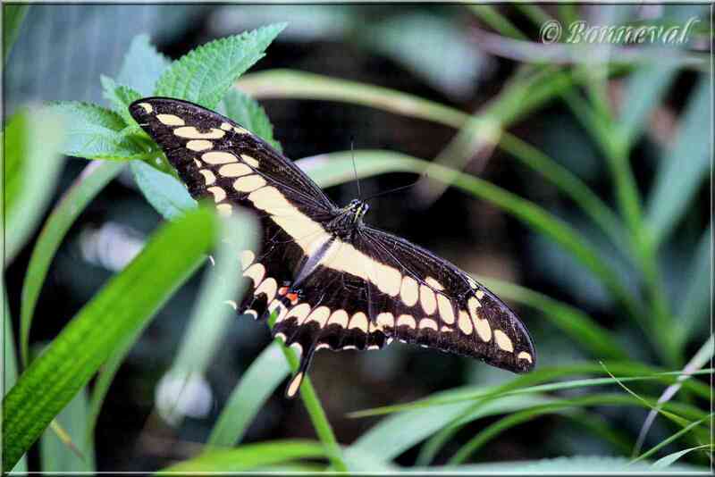 Papillons tropicaux Papilio heraclides cresphontes thoas