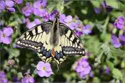 Le Machaon Grand porte-queue Papilio machaon Papilionidae