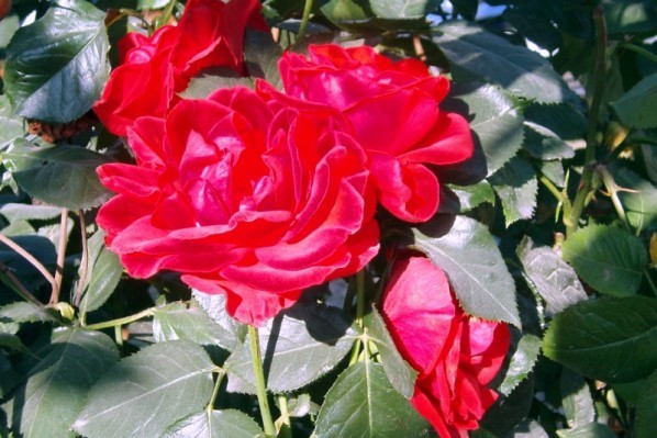 ea1 - Roses