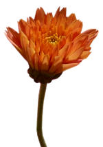 Tubes PNG de fleurs