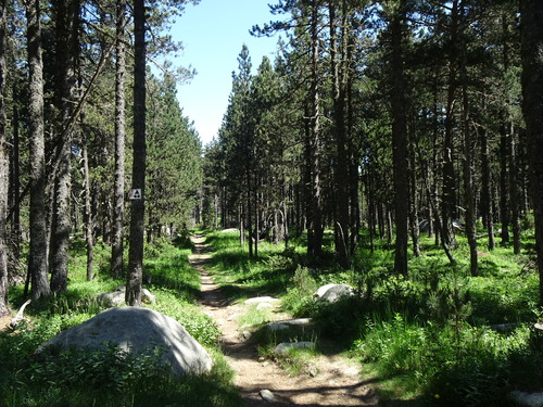 * LA LLAGONNE l'étang et la forêt du Calvet