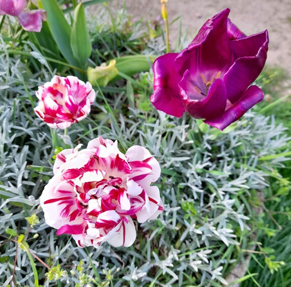 tulipes chez mes amis